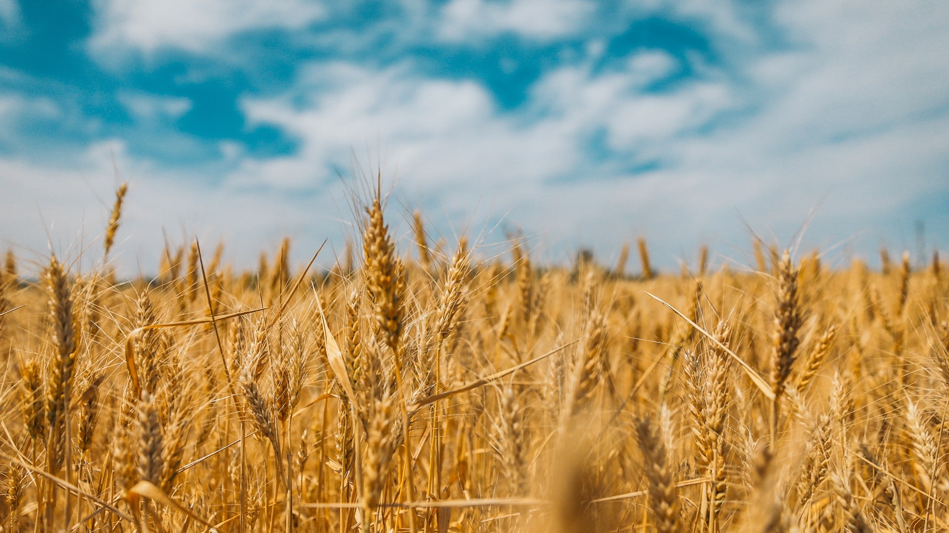 Pomimo rekordowej produkcja zbóż w 2021 r. ceny rosną